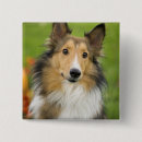 Recherche de massachusetts badges Sable