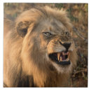 Recherche de africain carreaux Cuisine