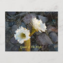 Recherche de reine de la nuit cartes postales Fleur