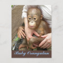 Recherche de orang outan cartes postales Bornéo