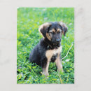 Recherche de chiot berger allemand cartes postales Animal