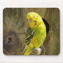 Recherche de perroquet mignon tapis souris Nature