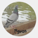 Recherche de pigeons autocollants Nature