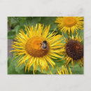 Recherche de gaffez l abeille cartes postales Marguerite