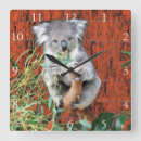 Recherche de koalas horloges Australie