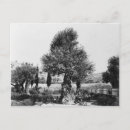 Recherche de jardin de gethsemane cartes postales Bible