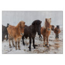 Recherche de cheval islandais dessous de verres Colt