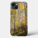 Recherche de arbre de tremble Superstock