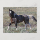 Recherche de steen cartes postales Ranch