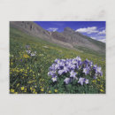 Recherche de weminuche Aquilegia