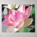 Recherche de lotus flower posters Jardin