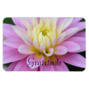 Recherche de dahlia magnets Photographie