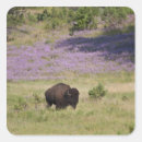 Recherche de bison américain autocollants Nature