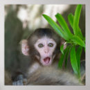 Recherche de animal sauvage posters Singe