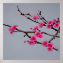Recherche de cherry blossom posters Fleur
