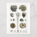 Recherche de histoire naturelle cartes postales Vintage