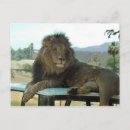 Recherche de roi des bêtes cartes postales Animal