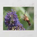 Recherche de buisson papillon cartes postales Violet