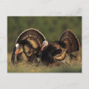 Recherche de dindons cartes postales Nature