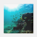 Recherche de poissons tropicaux magnets Aquatique