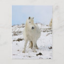 Recherche de poneys cartes postales Nature