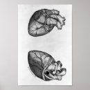 Recherche de cardiologie posters Anatomie