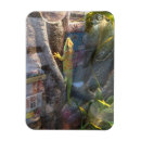 Recherche de gecko magnete Lézard