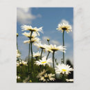 Recherche de marguerites blanches cartes postales Fleurs