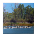 Recherche de troupeau carreaux Oiseaux