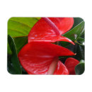 Recherche de fleur rouge magnets Toute personne