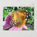 Recherche de papillon de monarque cartes postales Photographie de la nature