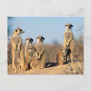 Recherche de suricate cartes postales Image couleur
