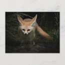 Recherche de fennec cartes postales Nature