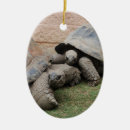 Recherche de cute tortoise Reptile