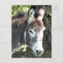 Recherche de donkey cartes postales Animaux de ferme