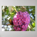 Recherche de buddleia posters Fleur