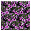 Recherche de pétunia posters Blanc