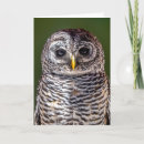 Recherche de jeune hibou cartes postales Faune