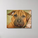 Recherche de sharpei Chiot