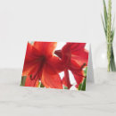 Recherche de amaryllis rouge vœux cartes Blanc