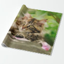 Recherche de petit chat papier cadeau Tabby