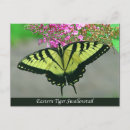 Recherche de beau papillon cartes postales Papillons