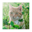 Recherche de yeux verts carreaux Mignon
