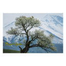 Recherche de fleurs de montagne posters Montagnes enneigées