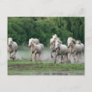 Recherche de camargue cartes postales Ranch