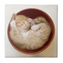 Recherche de chaton carreaux Un animal