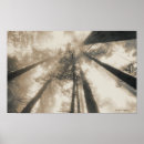 Recherche de arbres en noir et blanc posters Lumière