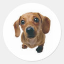 Recherche de teckels autocollants Chiots