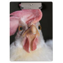 Recherche de poulet porte blocs Oiseau