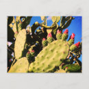 Recherche de saguaro invitations Botanique